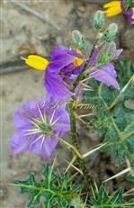  Inflorescence